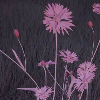 火狐体育下载appapp下载截图