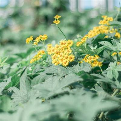 宝威体育app下载